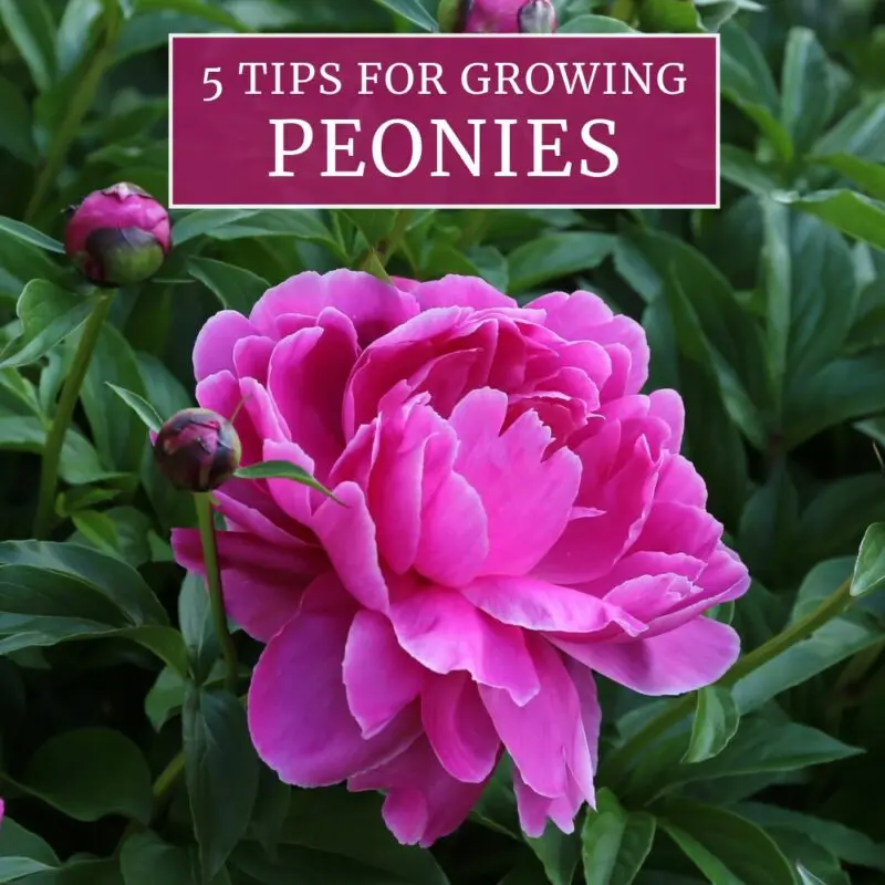 How to grow peonies yourself: tips