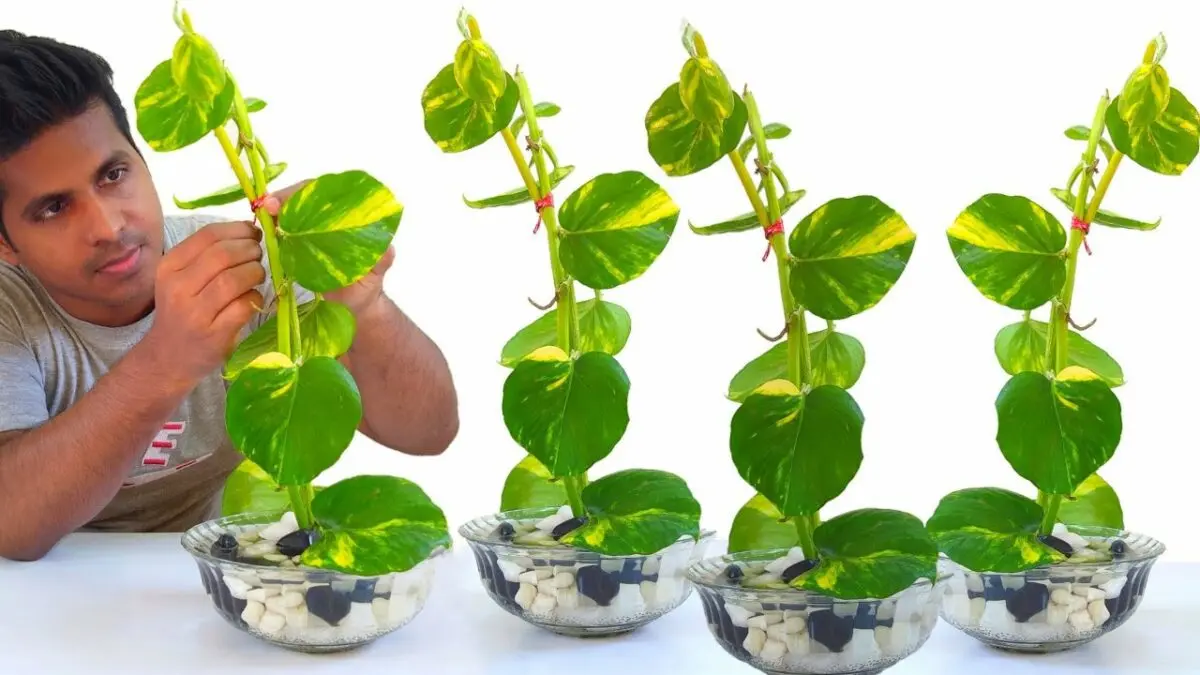 How to grow seedlings of decorative and fruit rose hips