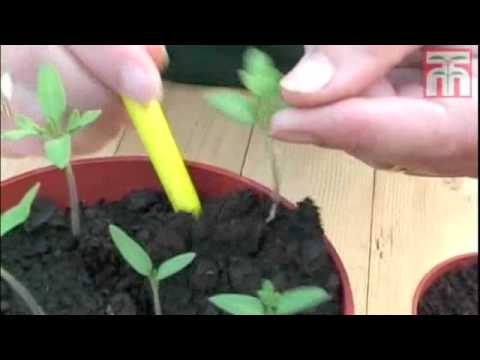 How to grow tomato seedlings. Video