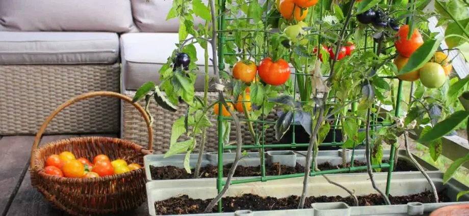 How to grow tomatoes on the balcony