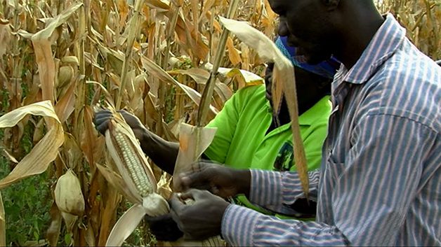 How to harvest a good harvest of onions and garlic