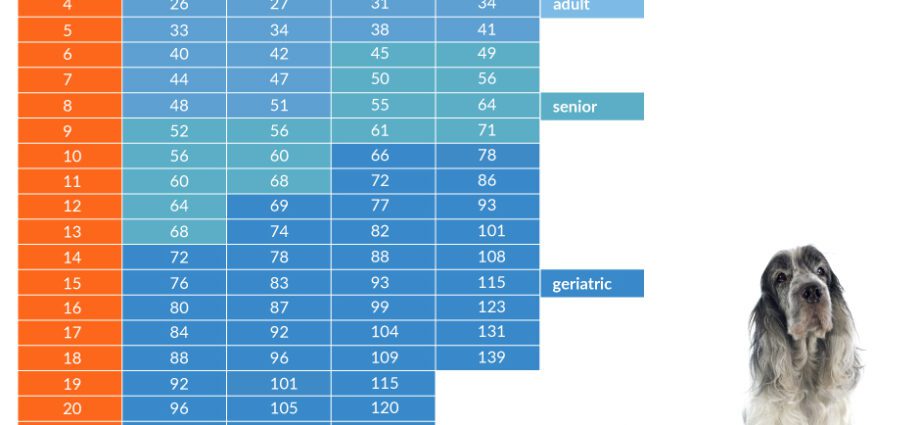 How to help your dog to age well?