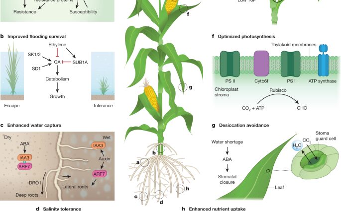 How to increase yields and improve the taste of vegetables