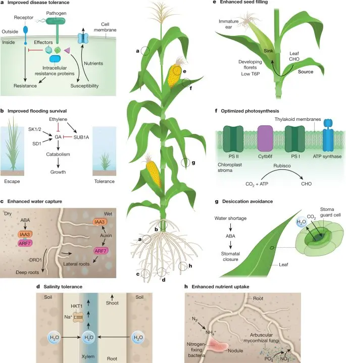 How to increase yields and improve the taste of vegetables