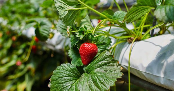 How to Increase Your Strawberry Yield: Tips