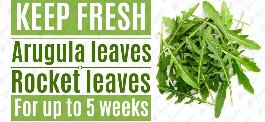 How to keep arugula fresh for the winter