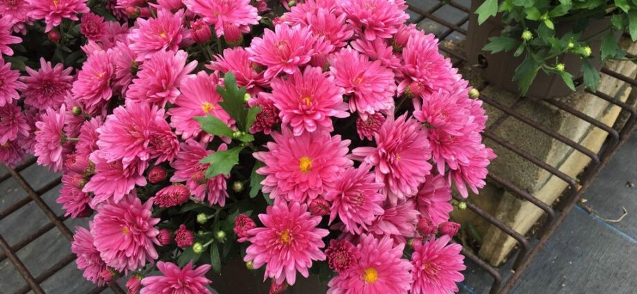 How to keep chrysanthemums in winter