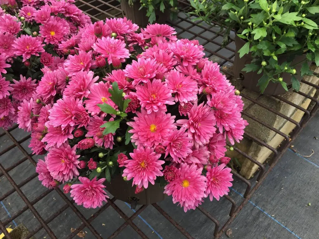 How to keep chrysanthemums in winter