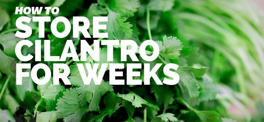 How to keep cilantro for the winter