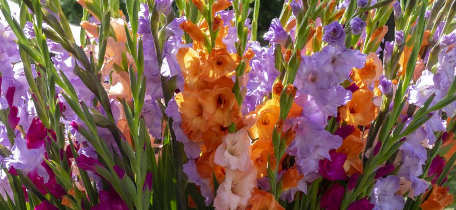 How to keep gladioli until spring in your apartment