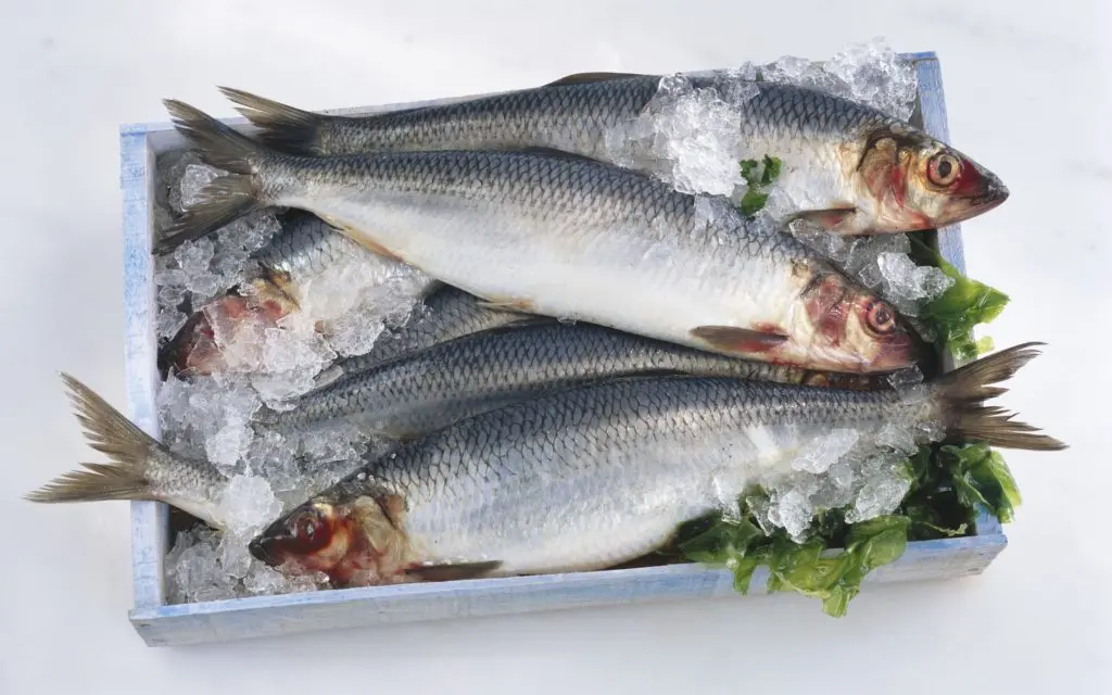 How to keep herring in the refrigerator without brine