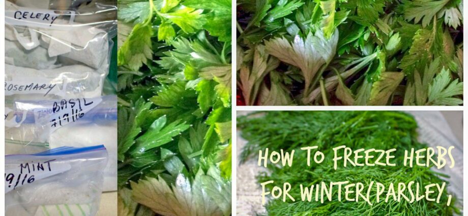 How to keep parsley for the winter