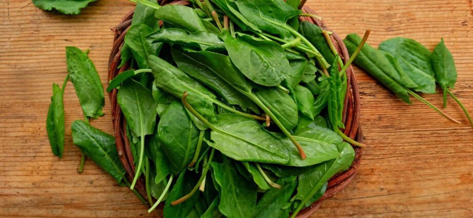 How to keep sorrel fresh and tasty for the winter