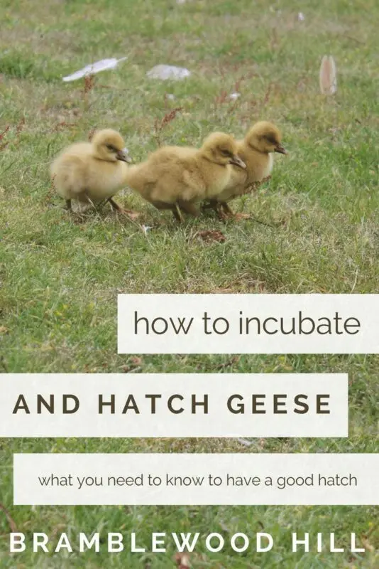 How to lay goose eggs correctly