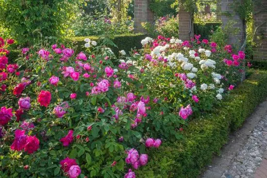 How to make a rose garden in the country or in the garden