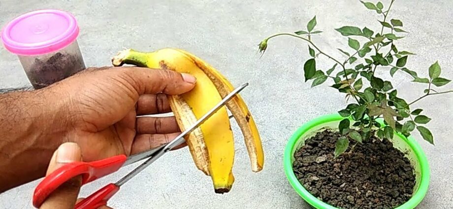 How to make banana seedlings and houseplants fertilizer