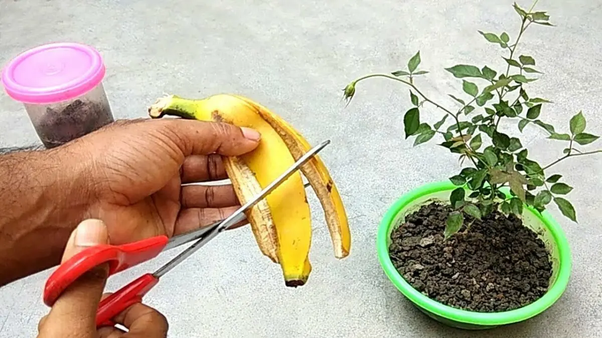 How to make banana seedlings and houseplants fertilizer