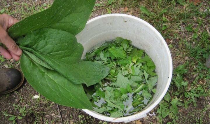 How to make fertilizer from weeds and banana skins