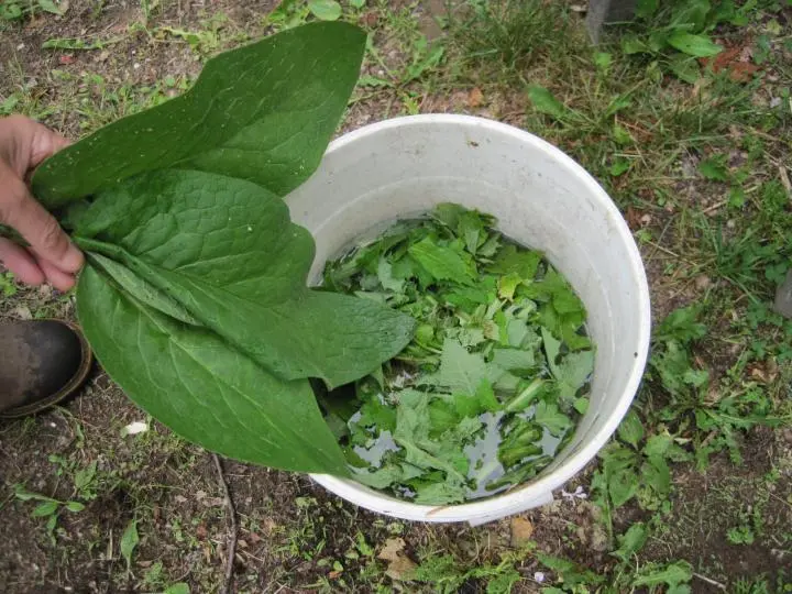 How to make fertilizer from weeds and banana skins