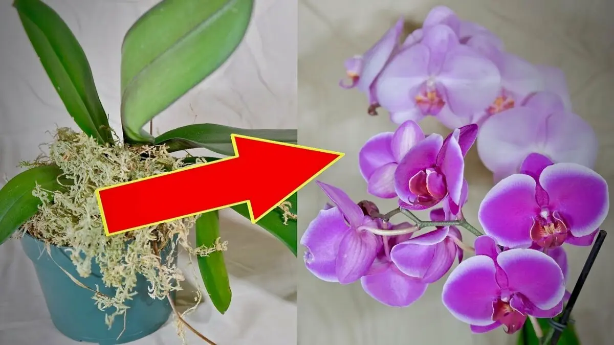 How to make the Phalaenopsis Orchid bloom: tips