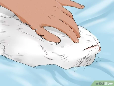 How to mix cats correctly