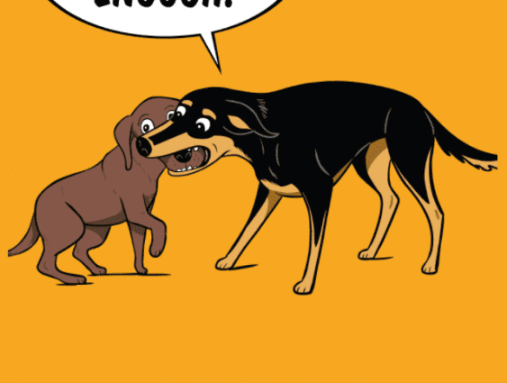 How to muzzle a puppy and an adult dog