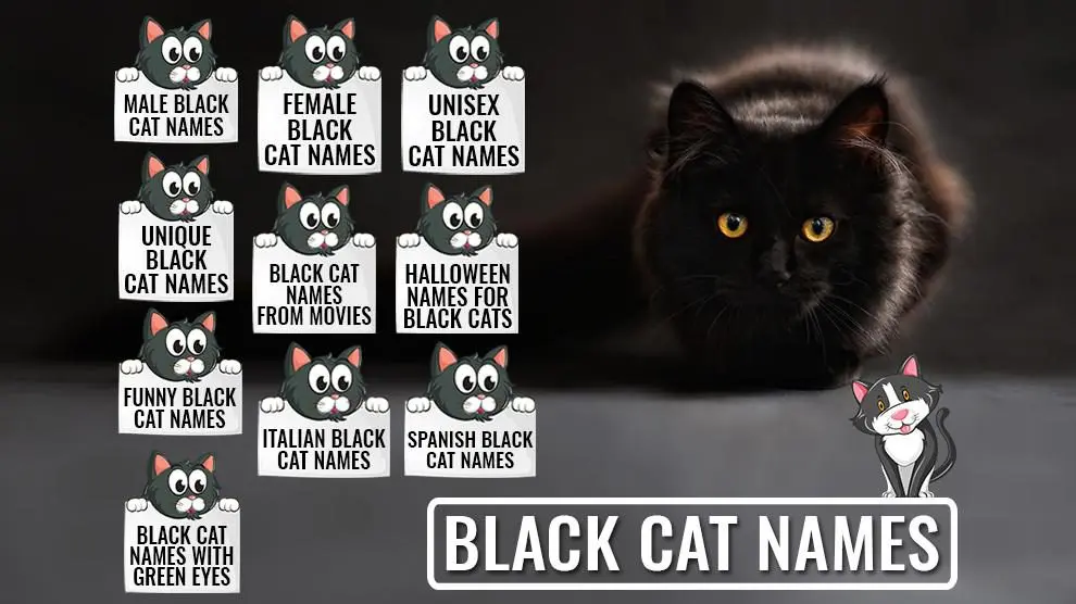 How to name a black cat girl: suitable names for black cats