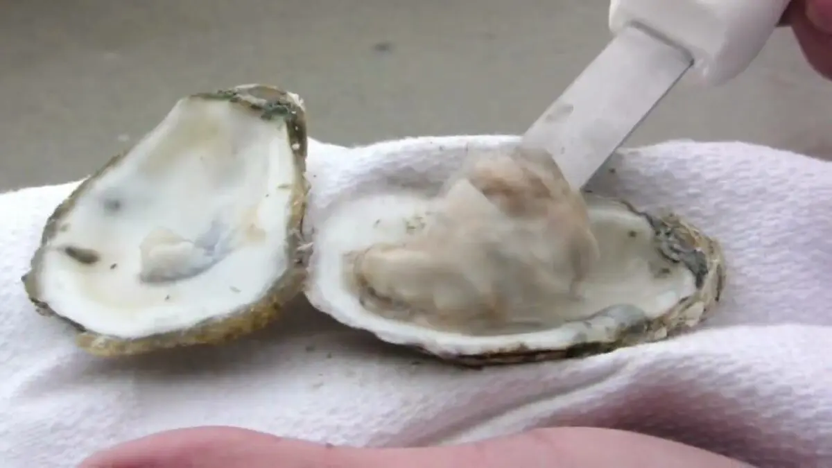 How to open an oyster, video