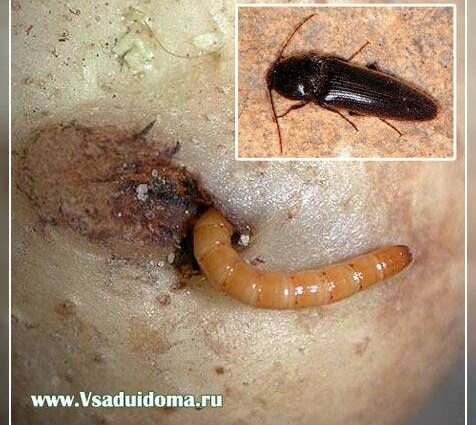 How to permanently get rid of a wireworm on a site forever