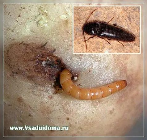 How to permanently get rid of a wireworm on a site forever