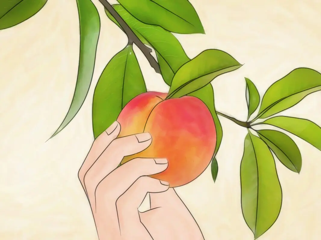 How to plant a peach correctly