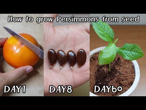 How to plant a persimmon seed at home