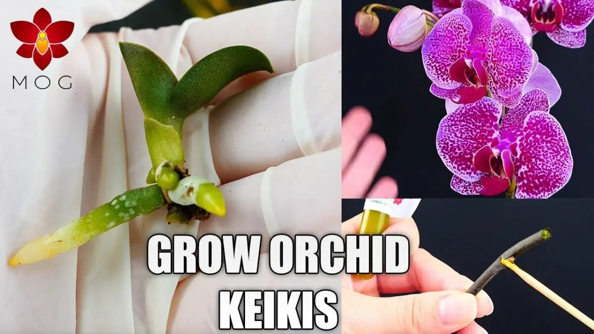 How to plant a phalaenopsis baby