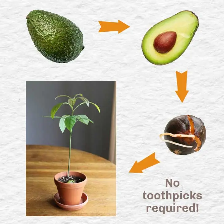 How to plant an avocado from a stone: we grow exotic at home