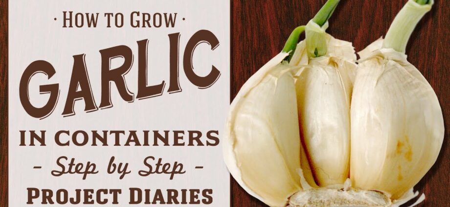 How to plant garlic in spring? Video instruction