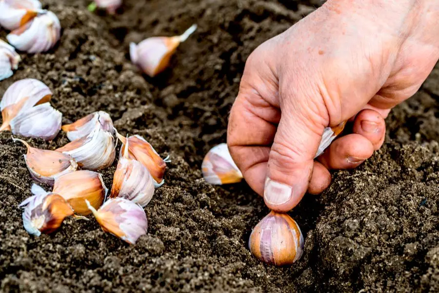 How to plant garlic in the fall