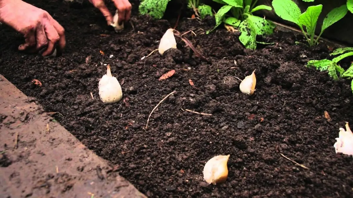 How to plant garlic