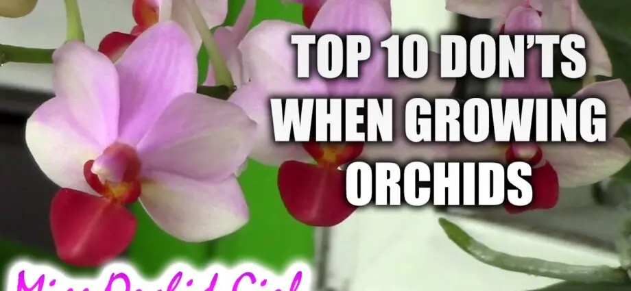 Conditions for flowering orchids. Video