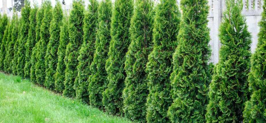 How to plant pine, ate thuja on a plot: instructions