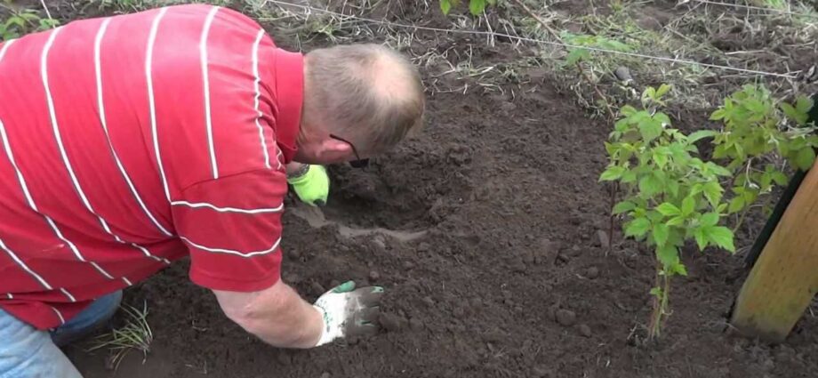 How to plant raspberry seedlings. Video