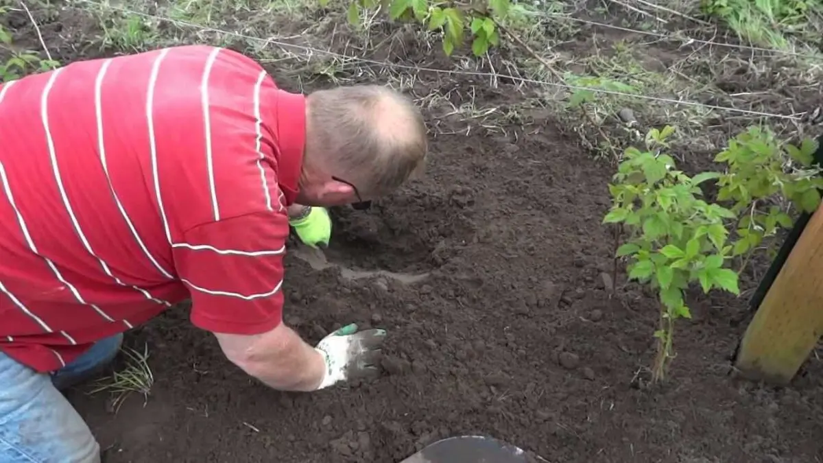 How to plant raspberry seedlings. Video