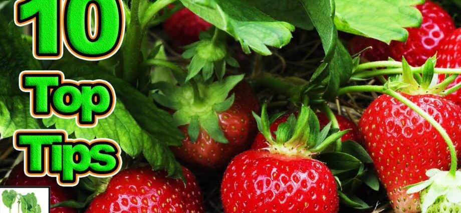 How to plant strawberries: video tips