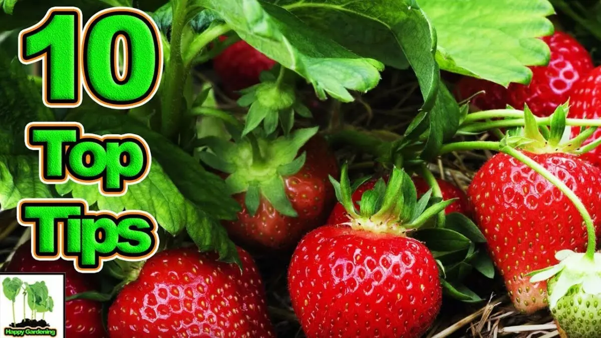 How to plant strawberries: video tips