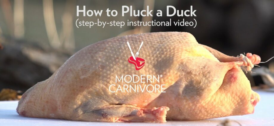 How to pluck a duck? Video