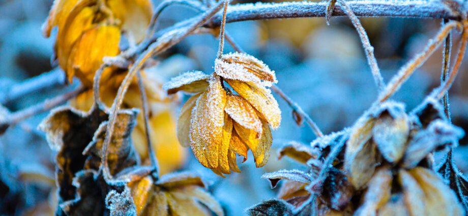 How to prepare hops for the winter