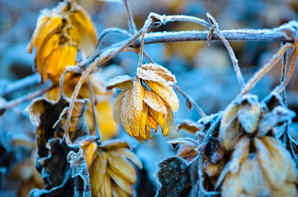 How to prepare hops for the winter