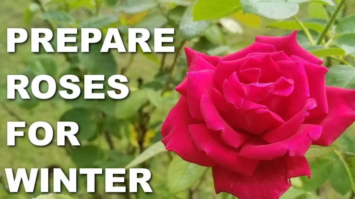 How to prepare roses for winter: detailed instructions