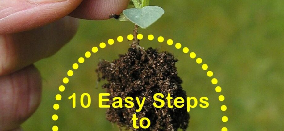 How to prepare seeds for planting yourself: tips