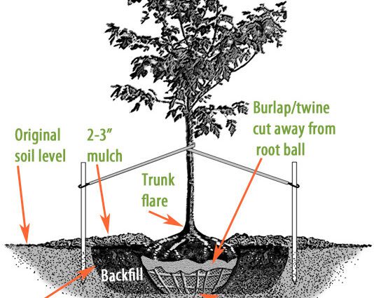 Cara menyiapkan pohon dan bibit untuk musim panas
