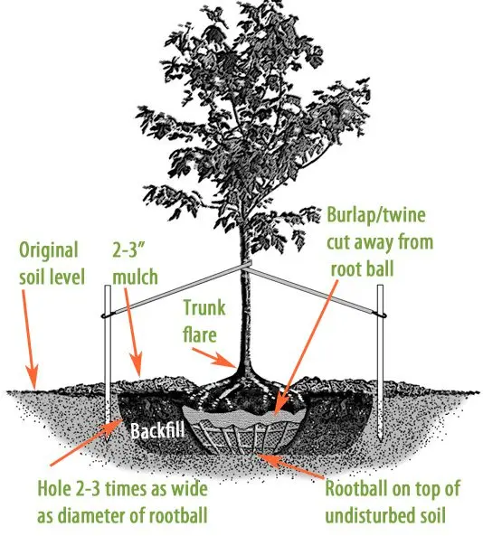 How to prepare trees and seedlings for the summer season